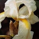 Iris orjenii Bloem