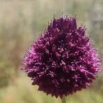 Allium sphaerocephalonFleur