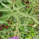 Verbena rigida Хабит