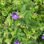 Geranium ibericum ഇല