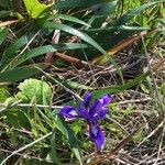 Iris douglasiana Blad