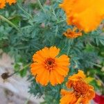 Tagetes patulaКвітка