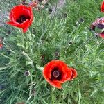 Papaver orientaleFlor