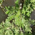 Acacia tortilis Hoja