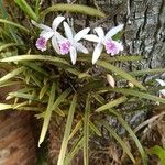 Cattleya lundii