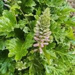 Acanthus spinosusFulla