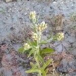 Pseudognaphalium undulatum Flower