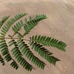Osodendron altissimum Leaf