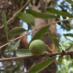 Elaeodendron transvaalense Fruit