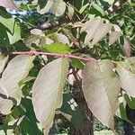 Fraxinus americana Blatt