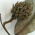 Duguetia riparia Otro