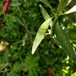 Alstroemeria psittacina Hoja