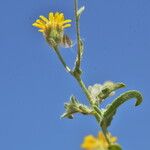 Pulicaria arabica Flower