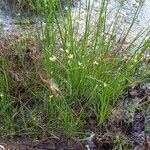 Rhynchospora alba Habit