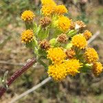 Senecio aronicoides Floare