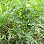 Dais cotinifolia Hábitos