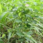 Dais cotinifolia Συνήθη χαρακτηριστικά
