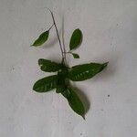 Pouteria sagotiana Fuelha