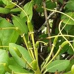 Rhododendron catawbiense Fruit