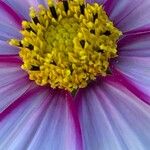 Cosmos bipinnatus Fula