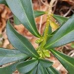 Daphne laureola Outro