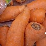 Daucus carota چھال