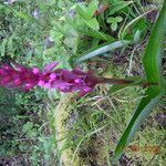 Satyrium nepalense Habit