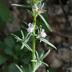 Misopates orontium 花