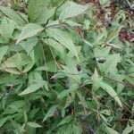 Ageratina riparia Fruto
