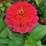 Zinnia elegansKwiat