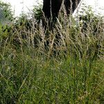 Calamagrostis canescens Flower