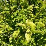 Prunus tomentosa Leaf