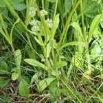 Valeriana locusta Hoja