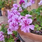 Pelargonium peltatumFlower