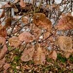 Cotinus coggygria Leaf