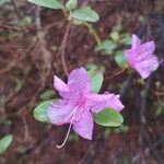 Rhododendron dauricum Blomst