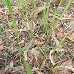 Setaria gausa Habit