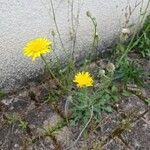 Crepis foetida Habitus