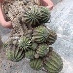 Echinopsis oxygona Листок