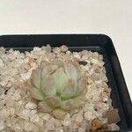 Echeveria colorata List