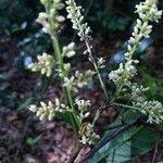 Talisia guianensisFlower