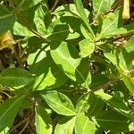 Lonicera caprifolium Leaf