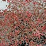 Abelia grandiflora Folha