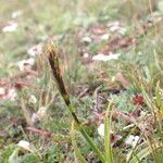 Carex uncinioides Habit