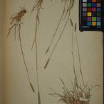 Phleum phleoides Arall