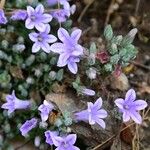 Campanula andrewsii Flower