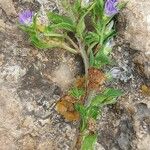 Convolvulus siculus Other