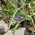 Centranthus angustifolius Ліст