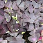 Oxalis triangularisΦύλλο