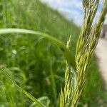 Trisetum flavescens Leaf